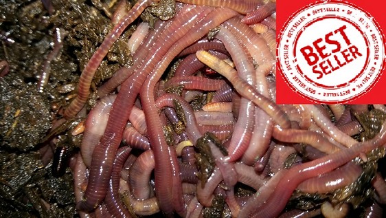 250g ±1000 Earthworms Red Wigglers
